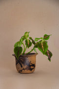 Maceta Itanducu alta