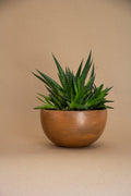 Maceta Nabani mediana